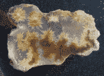 Click to enlarge